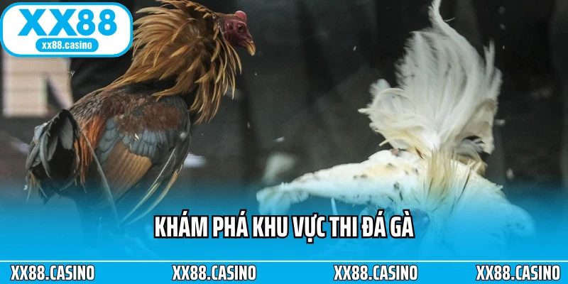 Khám phá khu vực thi đá gà